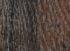 Canyon Black Oak